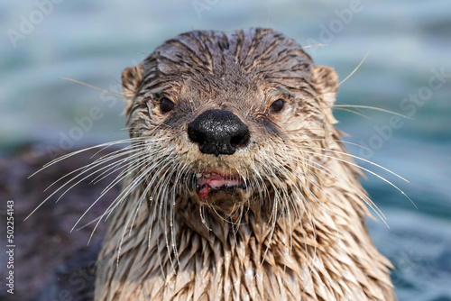 River Otter - Washington - portrait © Bernie Duhamel