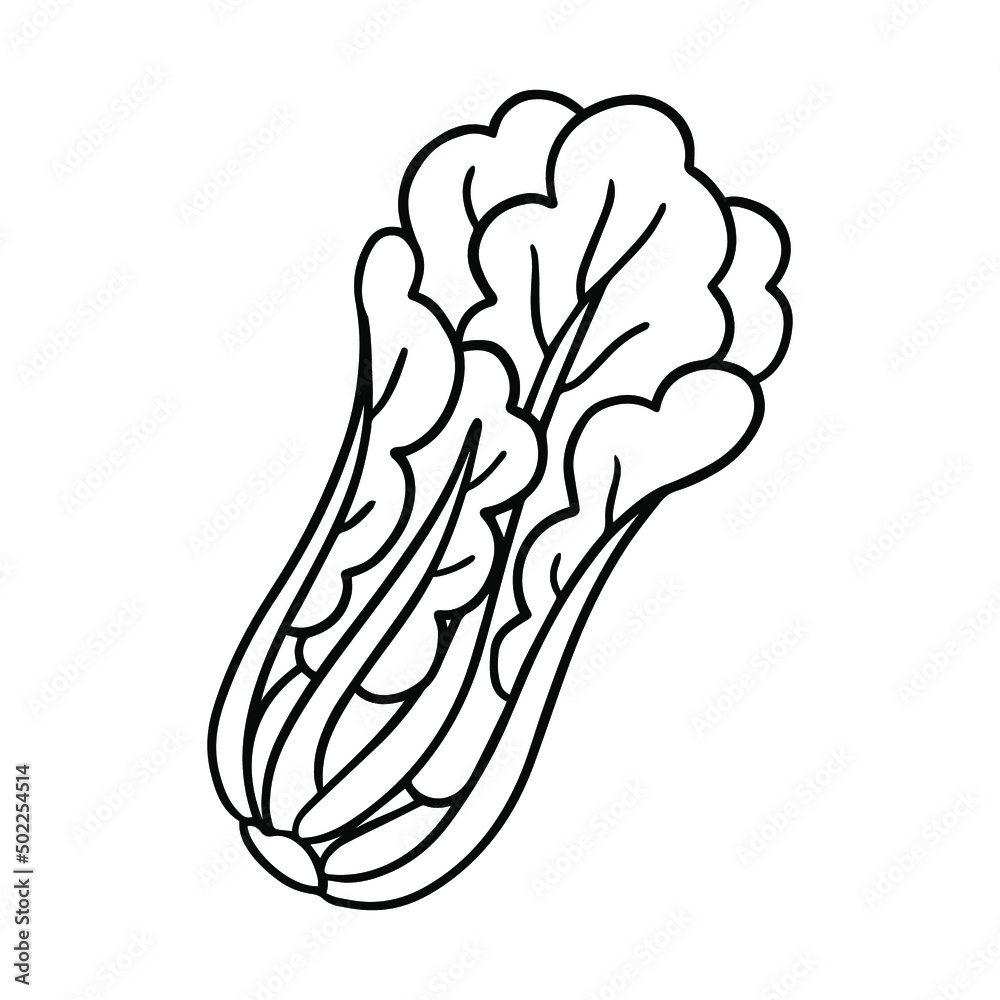Vector black and white illustration of doodle greenery: lettuce Stock ...