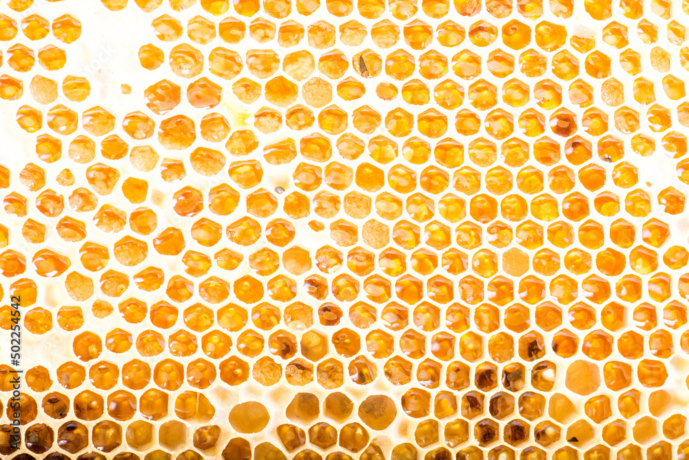 Honeycombs with fresh golden honey close-up as background.