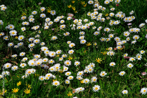 A meadow with daisies. Mommelstein, Thuringia, Germany, Europe photo