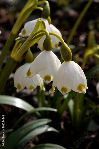 Snowdrops in spring. Thuringia, Germany, Europe
