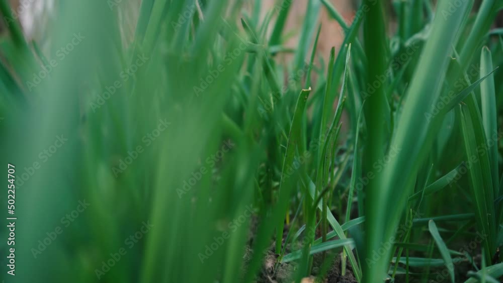 green lawn grass close up. macro world on the ground in spring. growing plant concept green lawn grass close up. macro world on the ground in spring. growing plant concept