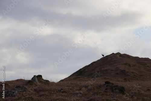 stag on a hill 