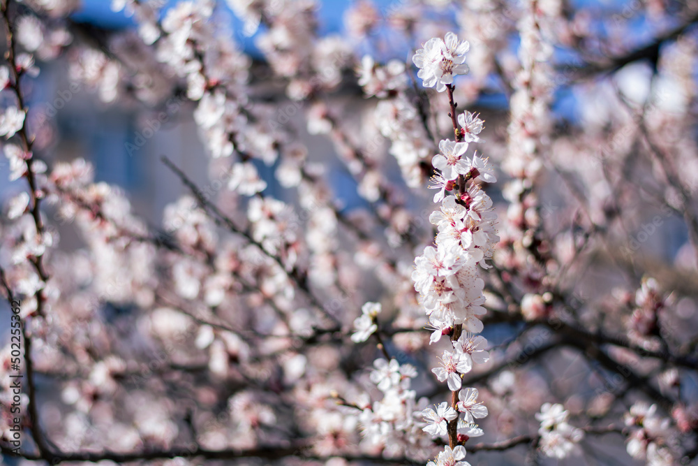 Spring background apple twig at golden hour for design or mockup Spring background apple twig at golden hour for design or mockup