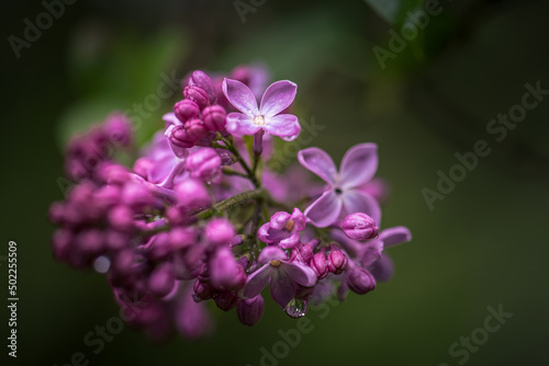 Purple lilac flowers bloom in the garden, in rainy weather