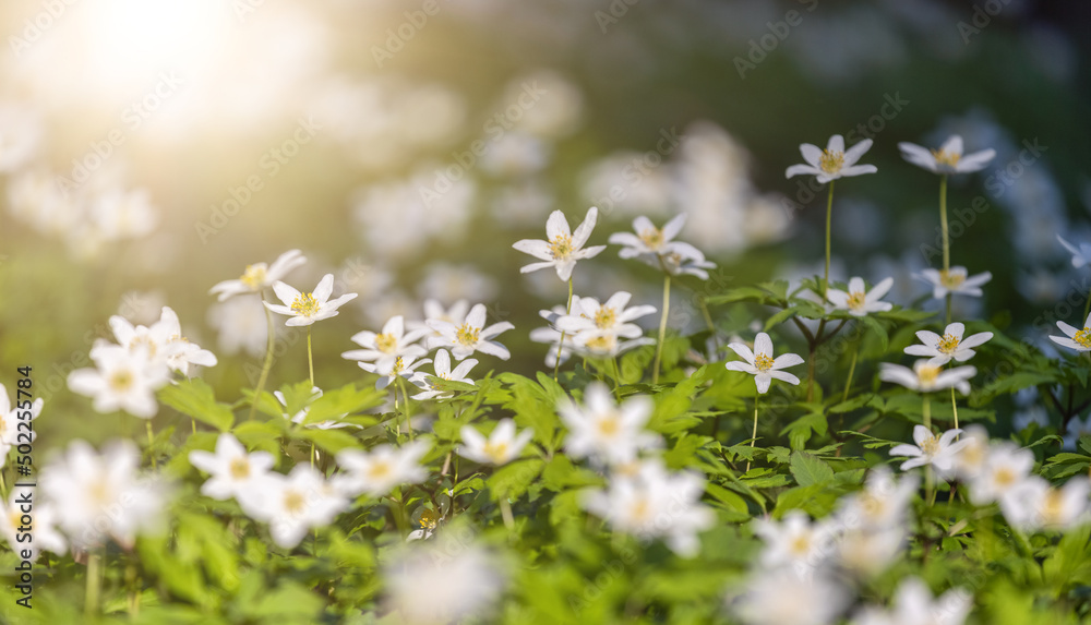 group of anemone white fine flowers on forest clearing group of anemone white fine flowers on forest clearing