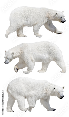 Fotografie, Obraz walking isolated three large white polar bears