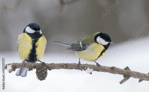 two great yellow tits on small winter branch