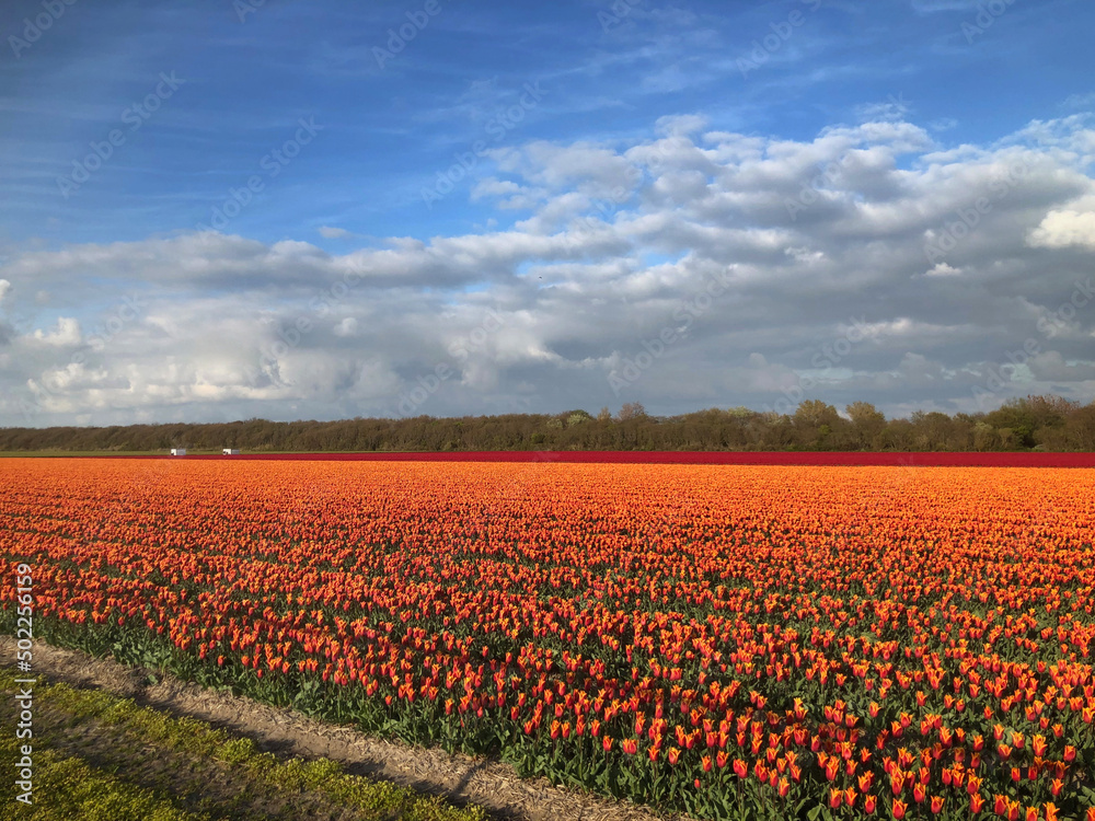 Tulip fields Julianadorp Netherlands. Flowerbulbs. Spring.