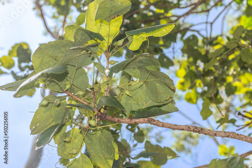 Kakadu Plums photo