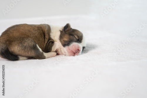 Fototapeta Naklejka Na Ścianę i Meble -  puppy dog sleeping