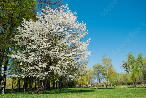 Cherry blossom. Blooming cherry tree in bright sunny day with clear blue sky on background. 