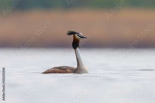 Great Crested Grebe in water
