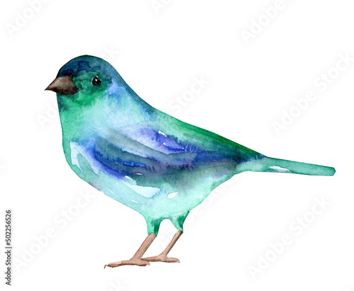 Watercolor illustration of a bright blue-green bird. Hand drawn bird realistic image. Cute bright bird.