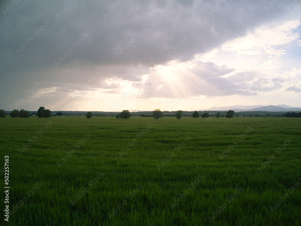 Wheat fields at sunset in Spain Wheat fields at sunset in Spain