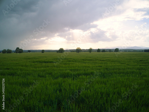 Wheat fields at sunset in Spain