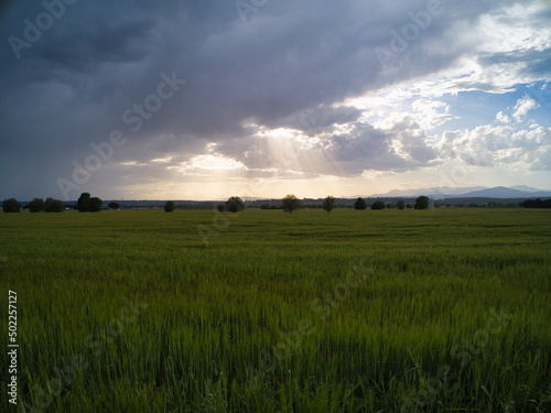 Wheat fields at sunset in Spain