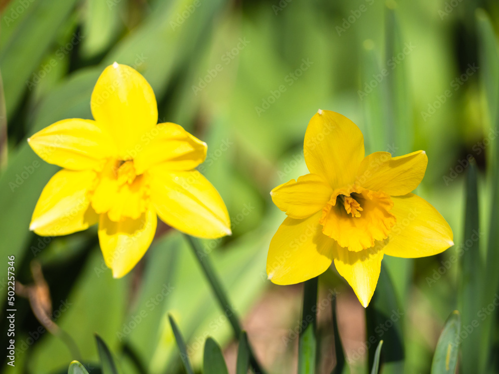 daffodils yellow colour - the first spring flowers taken outdoors in the park - sunny vivid green background - daffodils spring daffodils yellow colour - the first spring flowers taken outdoors in the park - sunny vivid green background - daffodils spring