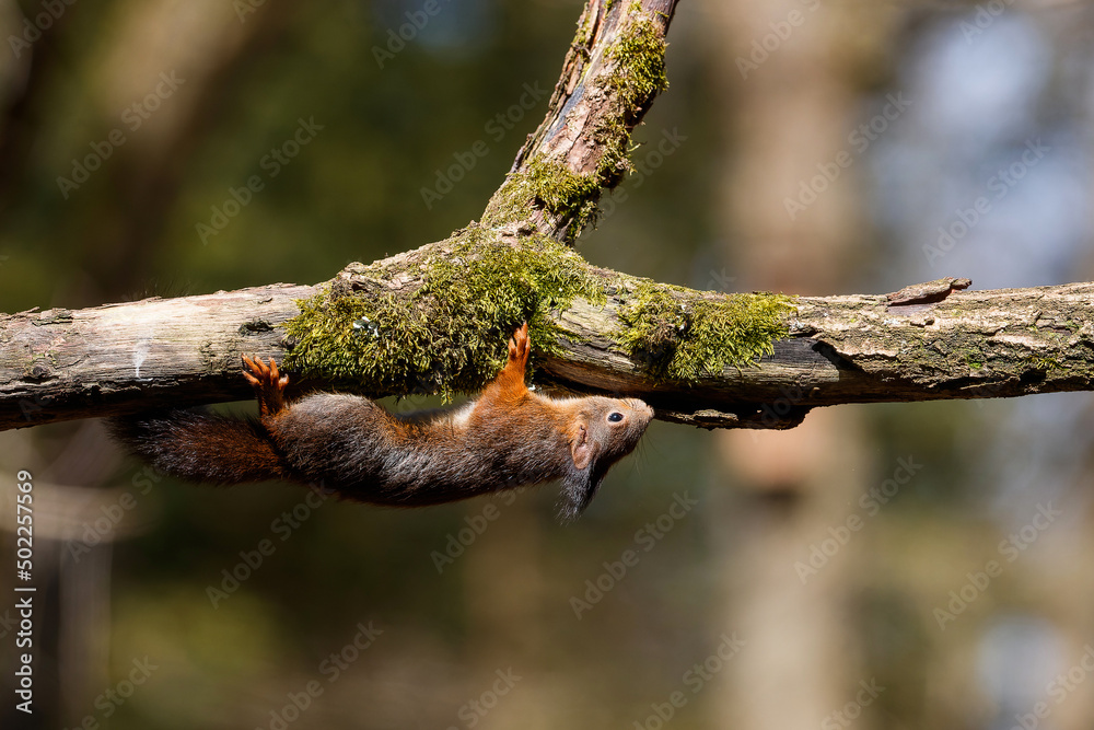 Eurasian red squirrel (Sciurus vulgaris) searching for food in the forest in the South of the Netherlands. 