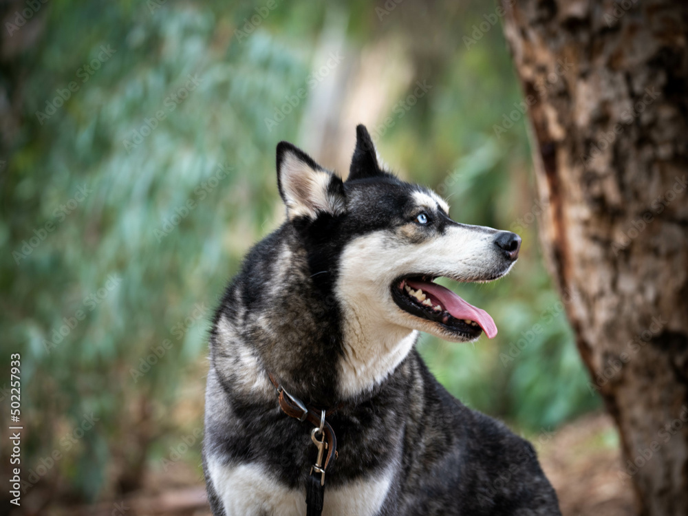 Siberian Husky