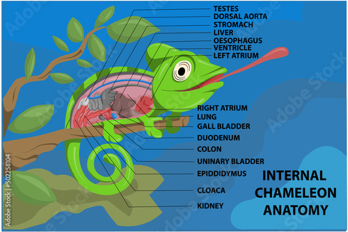 Anatomy Of CHAMELEON on Blue Background Cartoon Design Vector Illustration