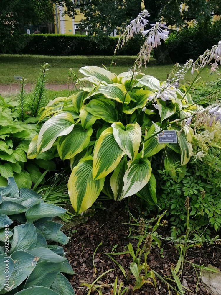 variegate green hosta with a yellow border and blooming purple bell