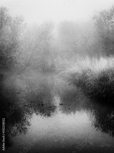 Fog, Stream and Trees,Aird Meadow Loch, Lochwinnoch, Renfrewshire, Scotland, UK B&W
