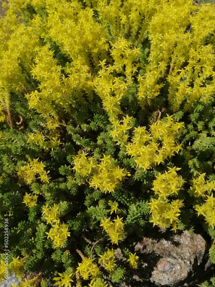 yellow groundcover alpine plant. Blooming sedum sexangulare in a summer sunny garden. floral wallpaper 