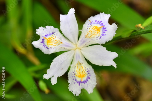 Photos シャガの花