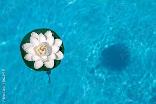 Bird  s eye shot of a plastic water lily floating in a pool