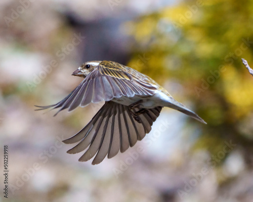 Purple Finch Photo and Image. Bird flight. Finch female flying with its beautiful brown spread wings with a blur background in its environment and habitat. Purple Finch Portrait and Picture. ©  Aline