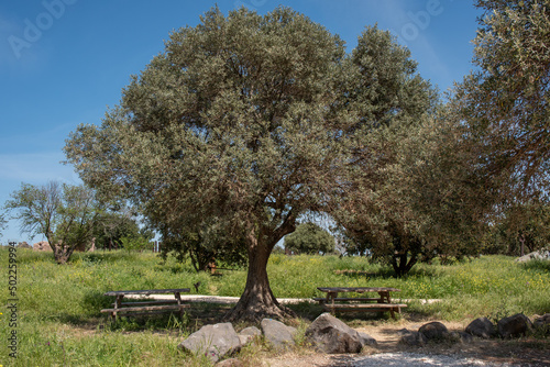 Picnic area at the ruins of Belvoir Fortress - Kokhav HaYarden National Park in Israel. Ruins of a Crusader castle.
 photo