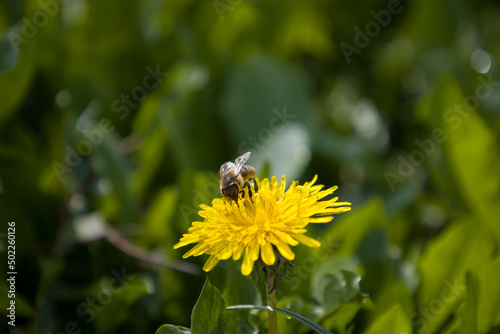 Wallpaper Mural Dandelion flower with bee. Selective focus. Torontodigital.ca