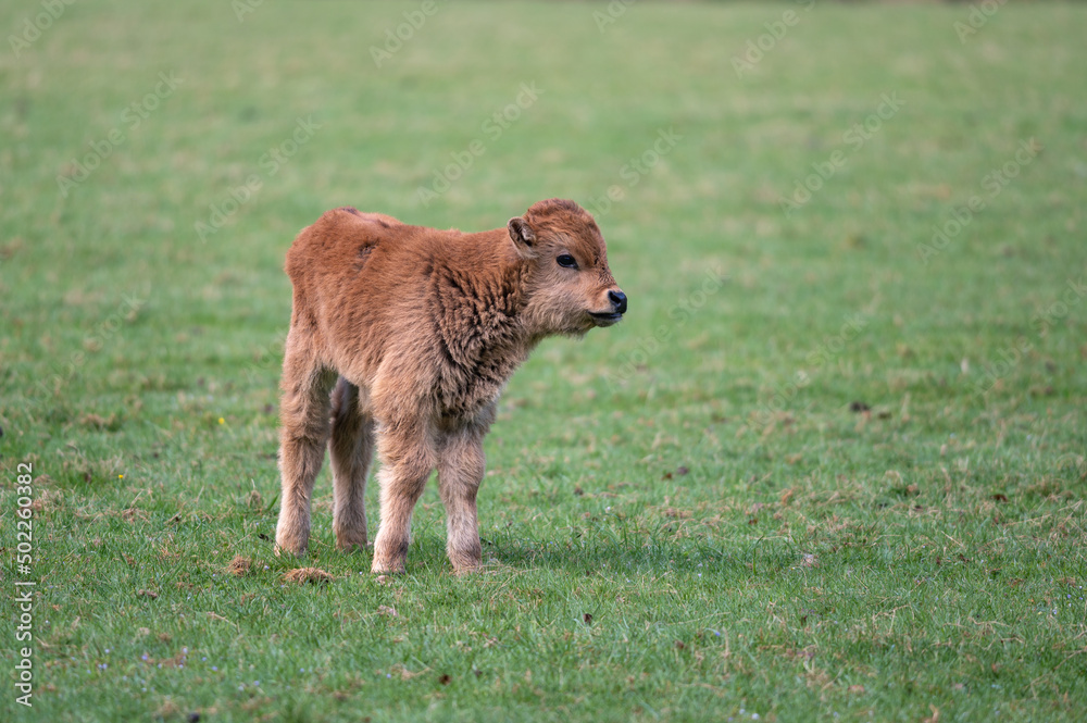 Veau aurochs Veau aurochs