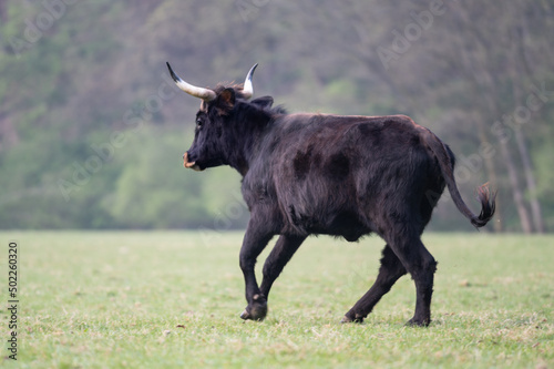 Fényképezés jeune aurochs galope dans une prairie
