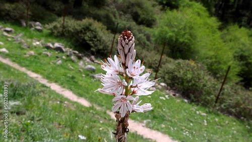 Asphodelus ramosus, the branched asphodel, is a perennial herbaceous plant in the order Asparagales. Similar in appearance to Asphodelus albus and Asphodelus cerasiferus and Asphodelus aestivus photo