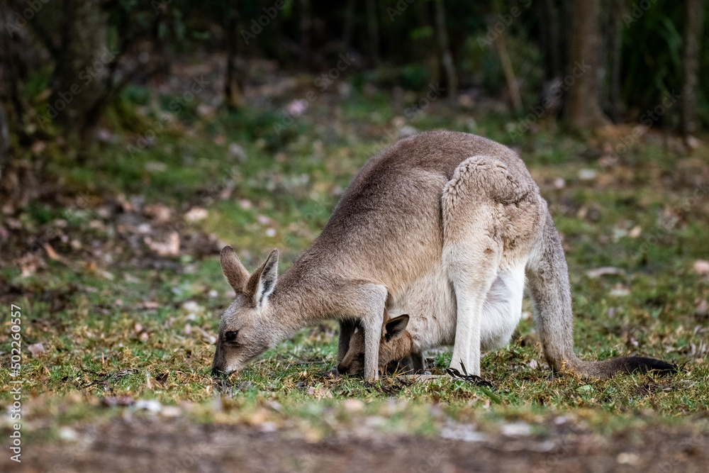 Horizontal shot of a grey kangaroo mother eating grass with joey in her pouch Horizontal shot of a grey kangaroo mother eating grass with joey in her pouch