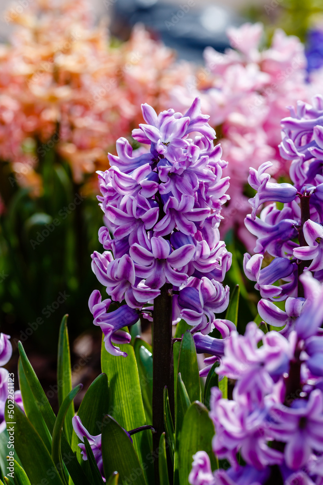 Fototapeta premium Hyacinth in bloom in spring garden. Hyacinth is a genus of plants in the Asparagus family