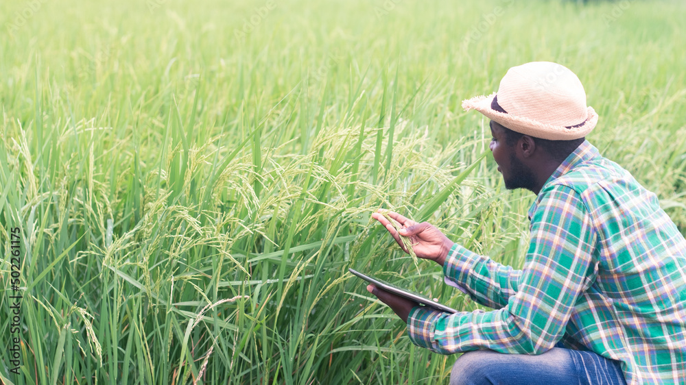 African farmer using tablet for research leaves of rice in organic farm field.Agriculture innovation and cultivation concept African farmer using tablet for research leaves of rice in organic farm field.Agriculture innovation and cultivation concept
