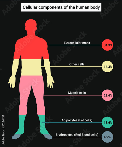 The main cellular components of the human body