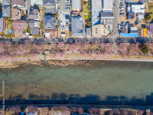 The Sakura along the River Kawazu are the first to bloom in Japan photo