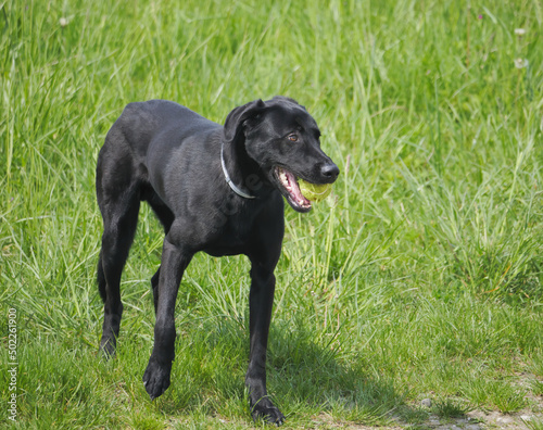 Adorable Black Labrador Retriever standing in the meadow