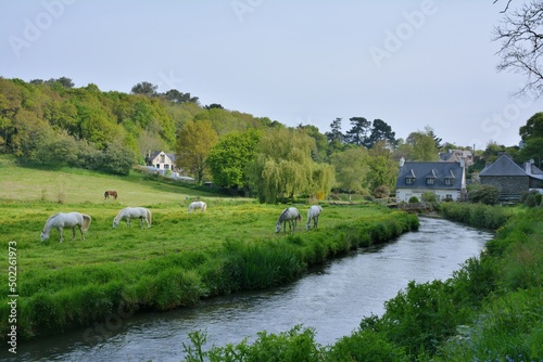 Beautiful horses in a field along the Guindy river-Brittany France