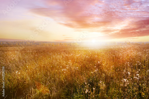 Golden meadow at sunset