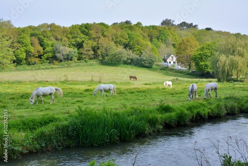 Beautiful horses in a field along the Guindy river-Brittany France photo