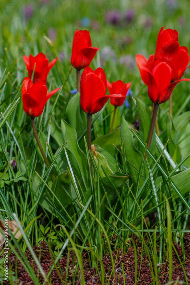 Early Tulipa Kaufmanniana Regel in bloom in spring garden Early Tulipa Kaufmanniana Regel in bloom in spring garden