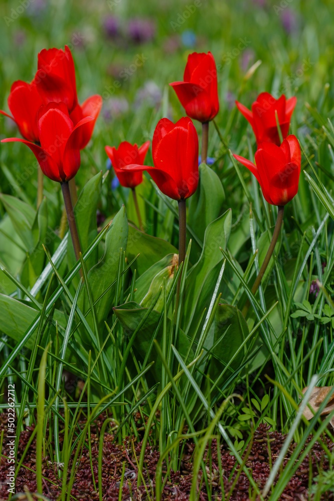 Tulipa Kaufmanniana Regel in bloom in spring garden Tulipa Kaufmanniana Regel in bloom in spring garden