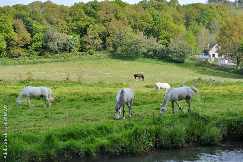 Beautiful horses in a field along the Guindy river-Brittany France