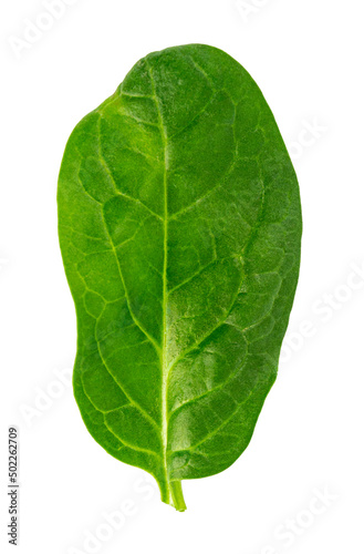 fresh green spinach leaf  basil on white background.