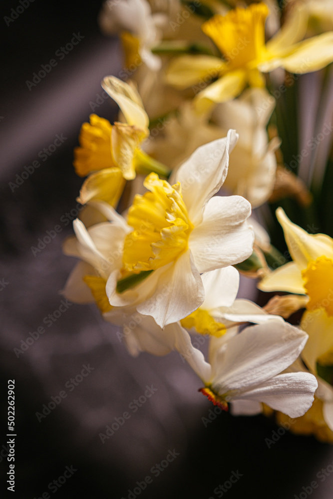 Obraz premium yellow daffodil flower